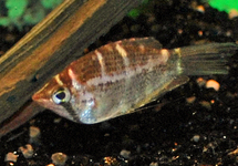 CROSSBAND CHOCOLATE GOURAMI