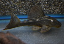 L137 BLUE EYED RED FIN PLECO