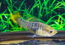 PLATY EVELYNAE