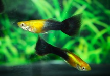 GUPPY GOLDKOPF SCHWARZ MANN