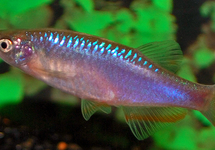 DANIO ROSEUS