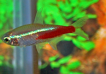 NEONTETRA GOUD