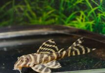 L401 RIO CURUA PLECO