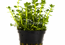 Rotala species 'Green' - PE