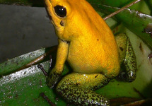 PHYLLOBATE BICOLOR