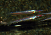 HALFBEAK KAPUASENSIS