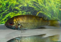 KOTTAE TILAPIA