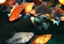 PLATY CORAIL ASSORTIS