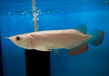 AZIATISCHE AROWANA BUKIT MERAH CROSSBACK