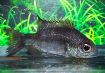 PTYCHOCHROMIS INSOLITUS (madagaskar)