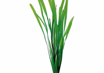 Vallisneria spiralis - TA