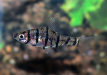 EIGHT-BANDED BARB