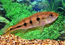 CICHLA OCELLARIS