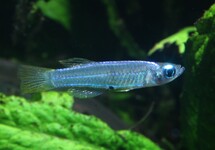 STIGMATOPYGUS LEUCHTAUGENFISCH