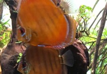 DISCUS CURIPERA