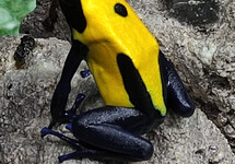 YELLOW POISON DART FROG