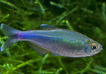 BLAUWE TETRA