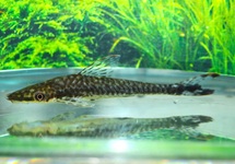 REUZEN OTOCINCLUS PSILOGASTER