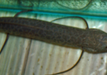 MARBLED LUNGFISH