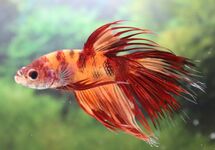 COMBATTANT CROWNTAIL NEMO (MÂLE)