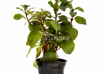 Ludwigia repens 'Mesacana' - PE