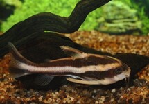 STRIPED RAPHAEL CATFISH