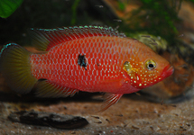 RED GABON CICHLID M