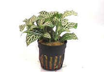 Fittonia wit in pot (p5)