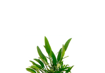 Cryptocoryne lucens in pot (p5)