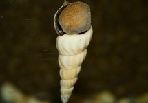 WHITE GIANT TOWER CAP SNAIL