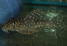 L028 ANGELICUS PLECO