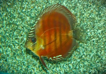 DISCUS RED ROSE