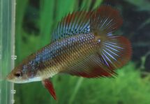 BETTA SUPER DELTA DOUBLE TAIL FEMALE