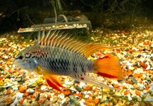 DWARF CICHLID D33