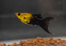 MOLLY GOLDDUST TUXEDO LONGFIN