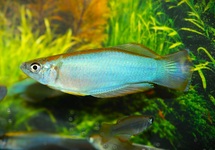 LEUCHTAUGENFISCH SIMILIS MUYUKA