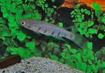 KILLIFISH SEXFASCIATUS