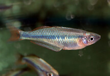 ALLENI RAINBOWFISH