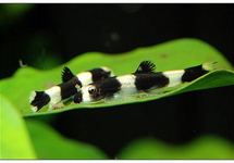 PANDA LOACH