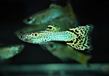 GUPPY SNAKESKIN GREEN MALE