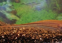 GREEN KNIFEFISH