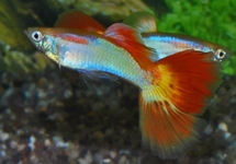 GUPPY SUNSET MALE