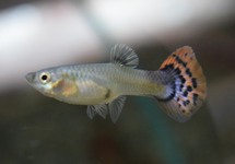 GUPPY LEOPARD ROT BLAU FRAU