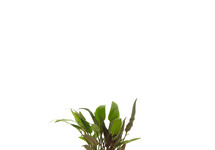 Cryptocoryne walkerii in pot (p5)