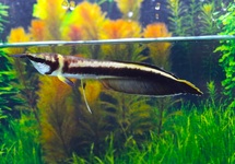 ZWARTE AROWANA