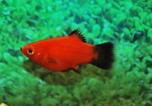 PLATY CORAIL ROUGE WAGTAIL