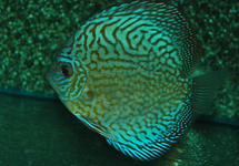 DISCUS BRILLIANT TURQUOISE