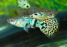 GUPPY KÖNIG KOBRA GRÜN (M/F)