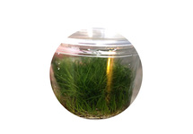 Eleocharis minima in vitro cup