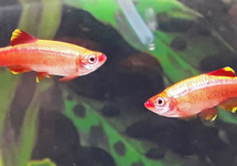 WHITE CLOUD MINNOW GOLD